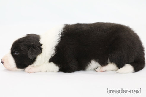 成約済の神奈川県のボーダーコリー-310793の6枚目